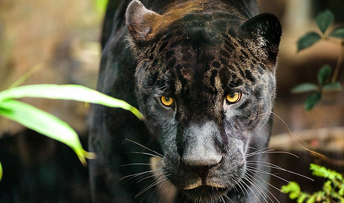 Ouverture du zoo de Vincennes : les animaux se préparent