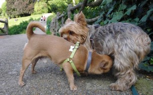 site de rencontre rencontre mon chien