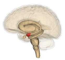 position de l'amygdale dans le cerveau humain