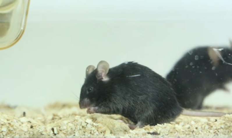 L’appétit d’une souris coupé par stimulation cérébrale