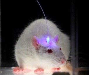 l'optogenetique sur une souris de laboratoire